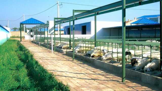 “链”式发展“羊经济” 荒滩上崛起盐池滩羊产业