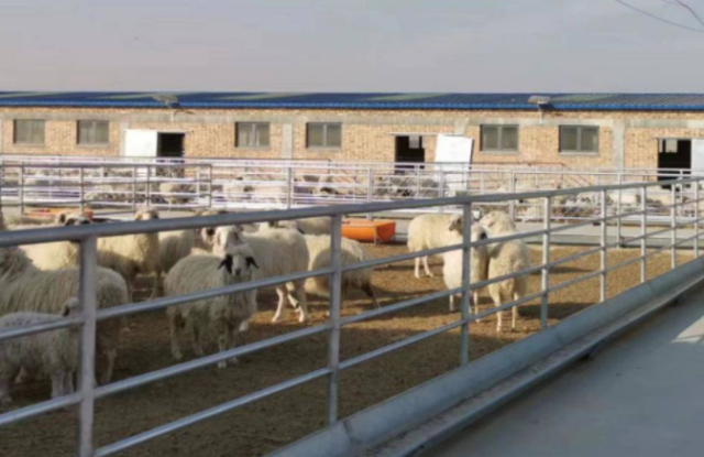 盐池滩羊：由圈养向生态养殖迭代升级